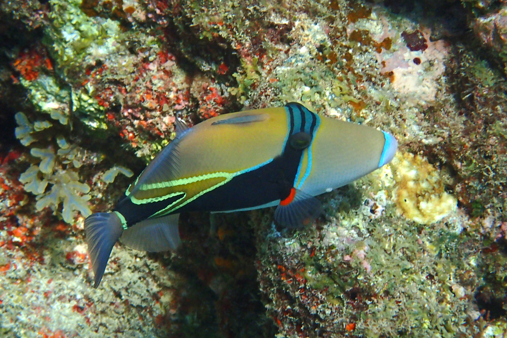 Reef Triggerfish タスキモンガラ