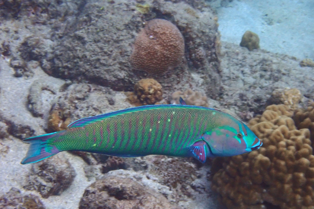 Pastel Slender Wrasse