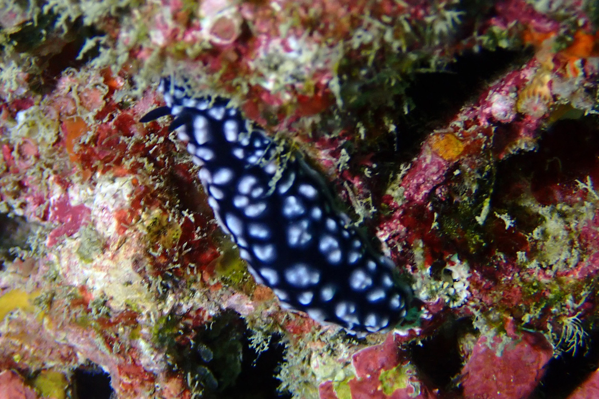 Pustulose Nudibranch コイボウミウシ