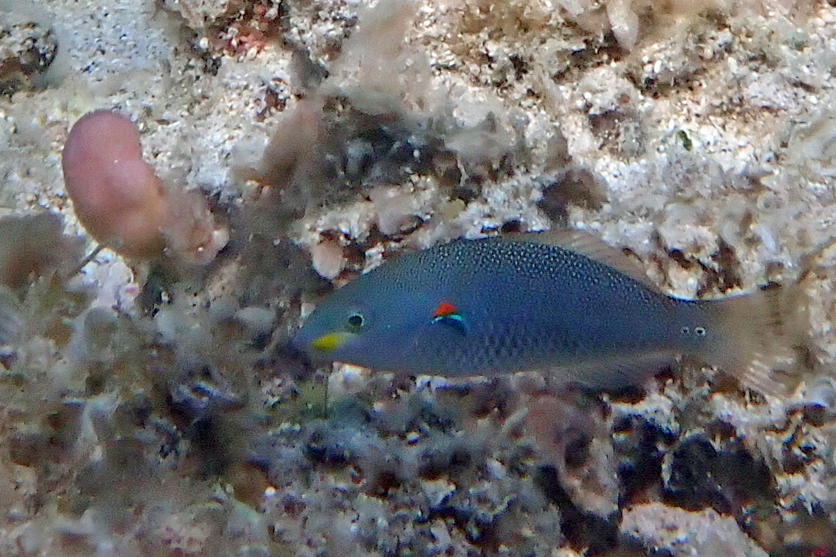 Redshoulder Wrasse アカオビベラ