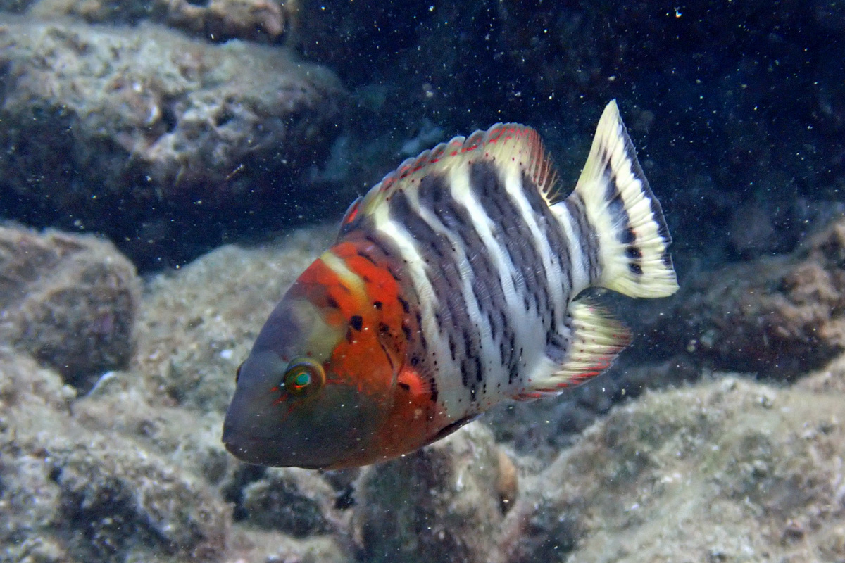 Redbreast Wrasse