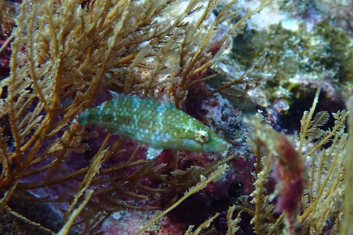 Ringtail Wrasse