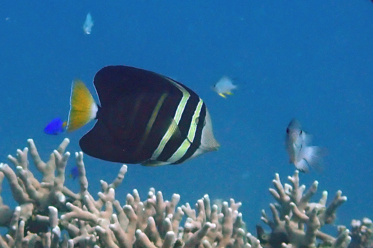 Sailfin Tang