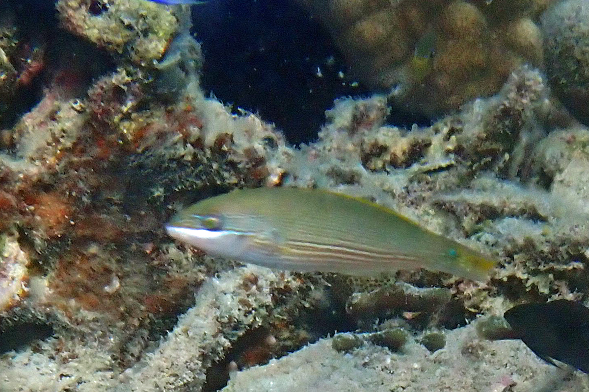 Silverstreak Wrasse ハラスジベラ