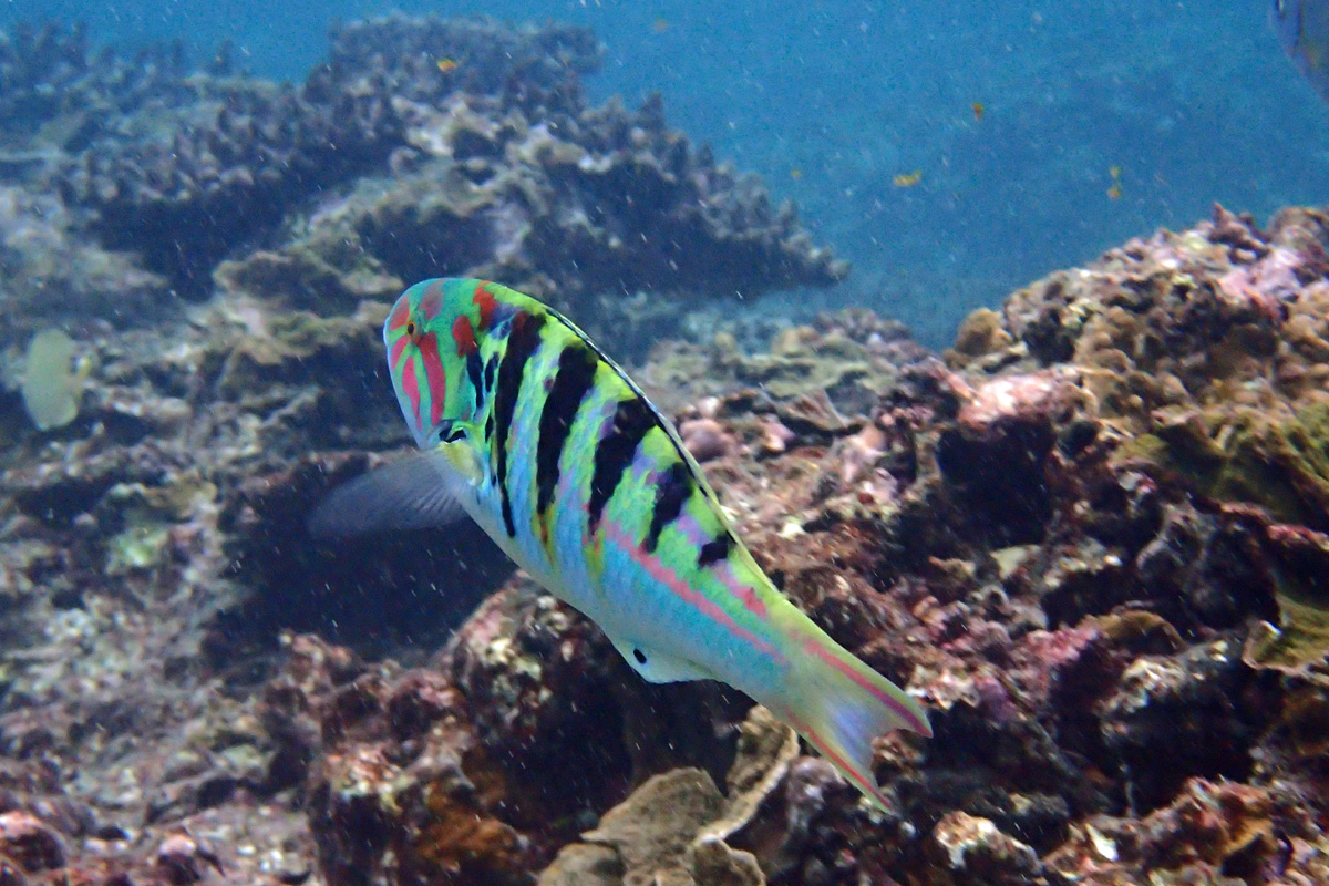 Sixbar Wrasse セナスジベラ