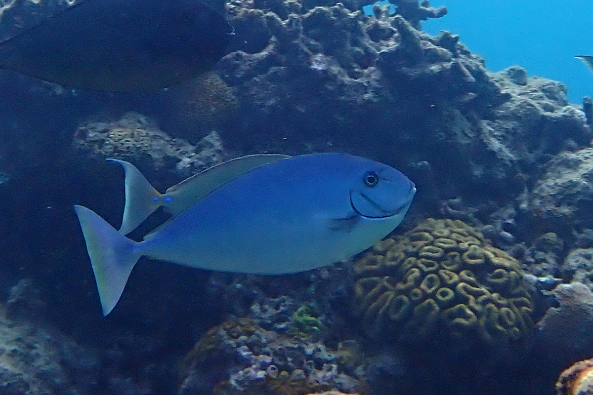 Sleek Unicornfish テングハギモドキ