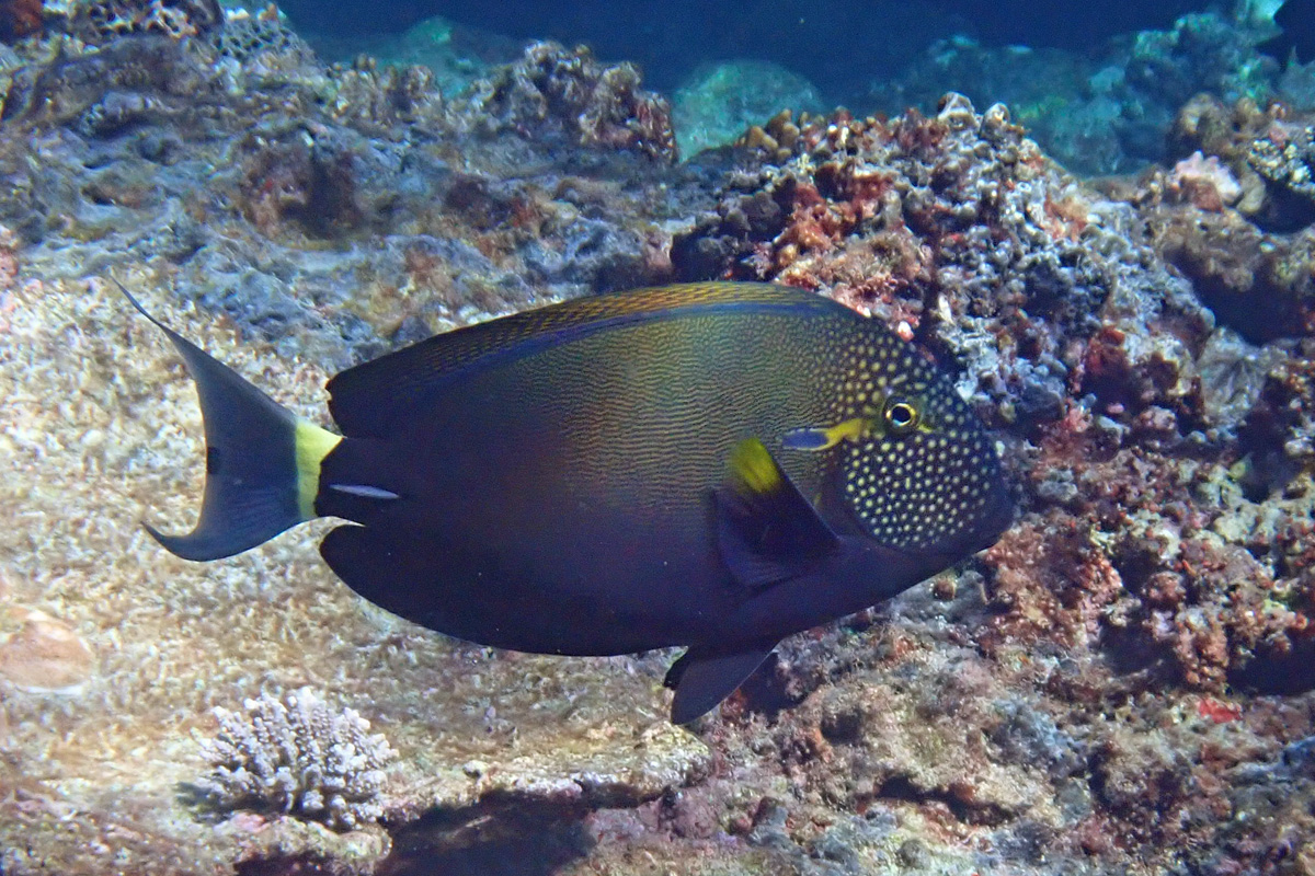 Spotted-face Surgeonfish イレズミニザ