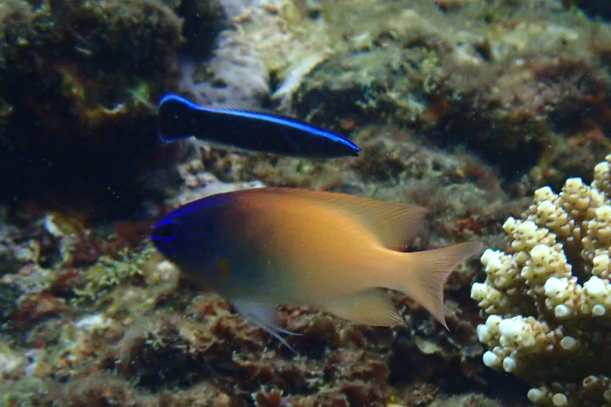 Bluestriped Cleaner Wrasse ホンソメワケベラ