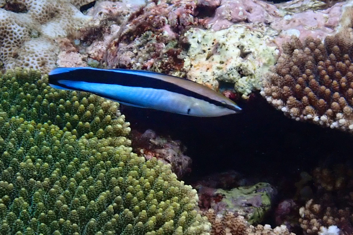 Bluestriped Cleaner Wrasse – ホンソメワケベラ