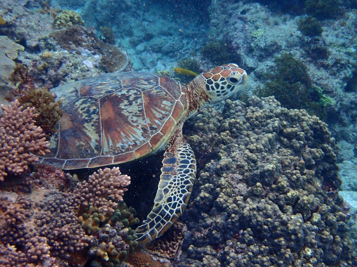 Green Sea Turtle