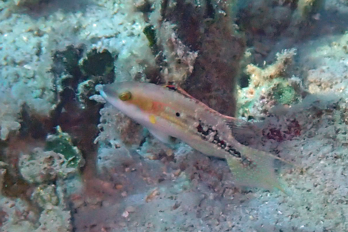 Twospot Wrasse