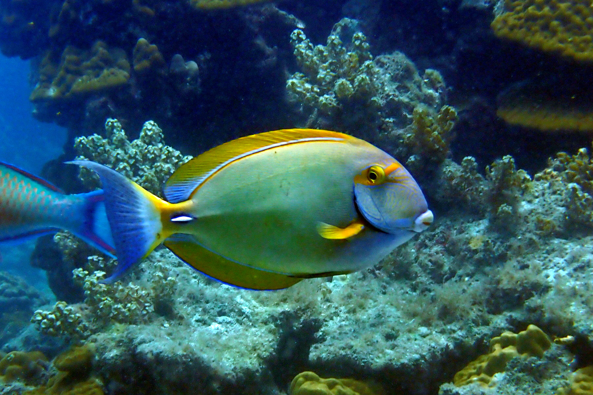 Whitespine Sugeonfish ニセカンランハギ