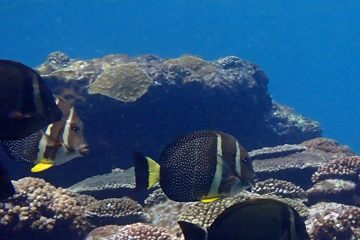 Whitespotted Surgeonfish ゴマニザ