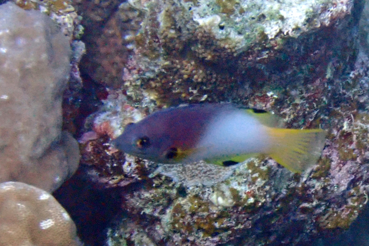 Axilspot Hogfish Wrasse