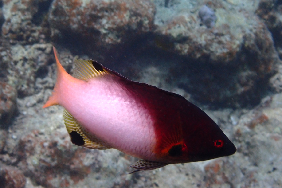 Axilspot Hogfish Wrasse – スミツキベラ