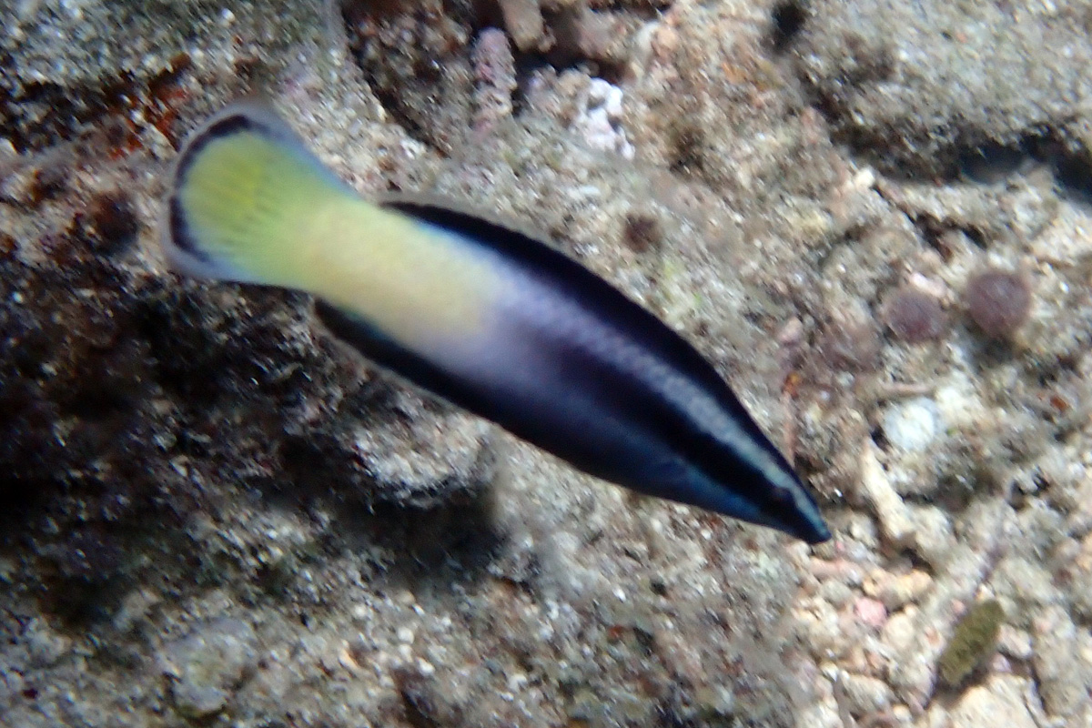 Bicolor Cleaner Wrasse ソメワケベラ