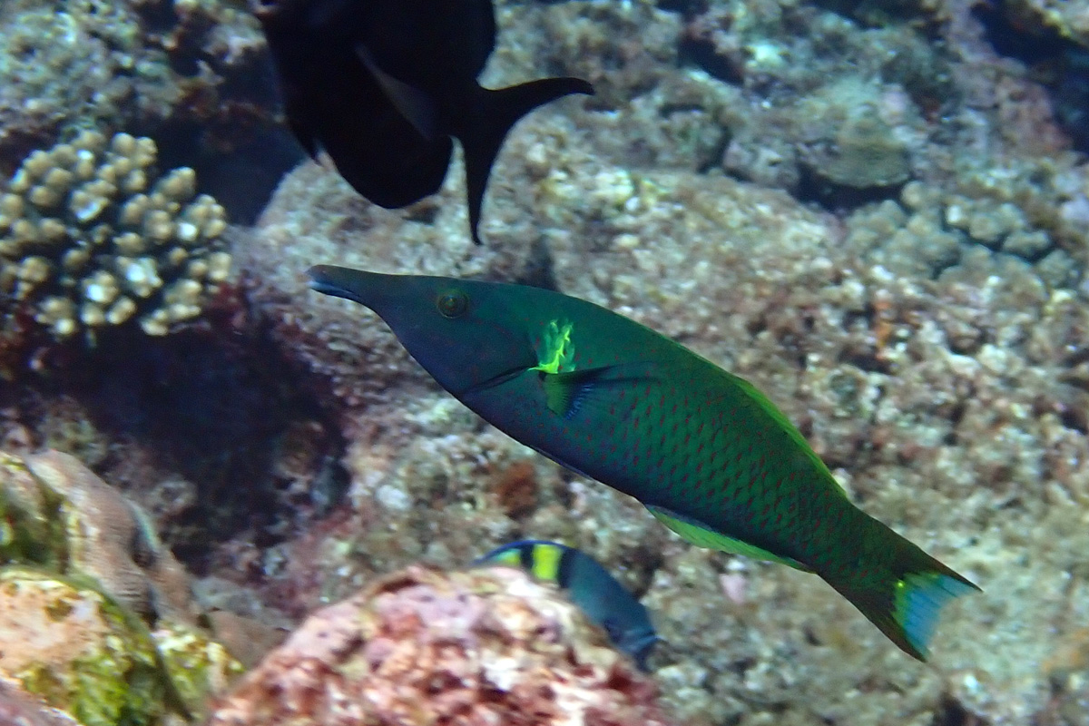 Bird Wrasse – クギベラ -Hīnālea ‘i’iwi – Hīnālea ‘akilolo