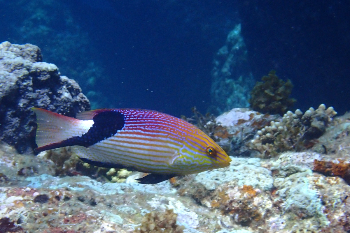 Blackfin Hogfish ヒレグロベラ