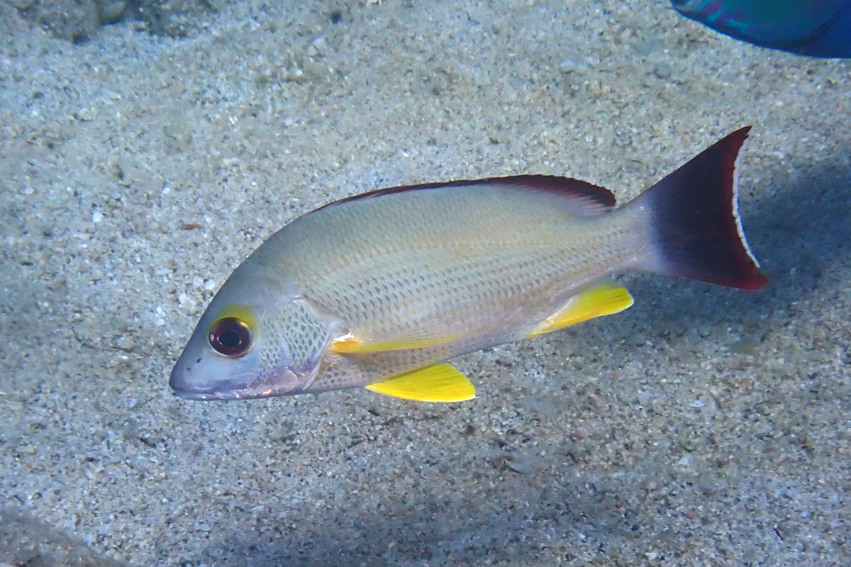 Blacktail Snapper – オキフエダイ