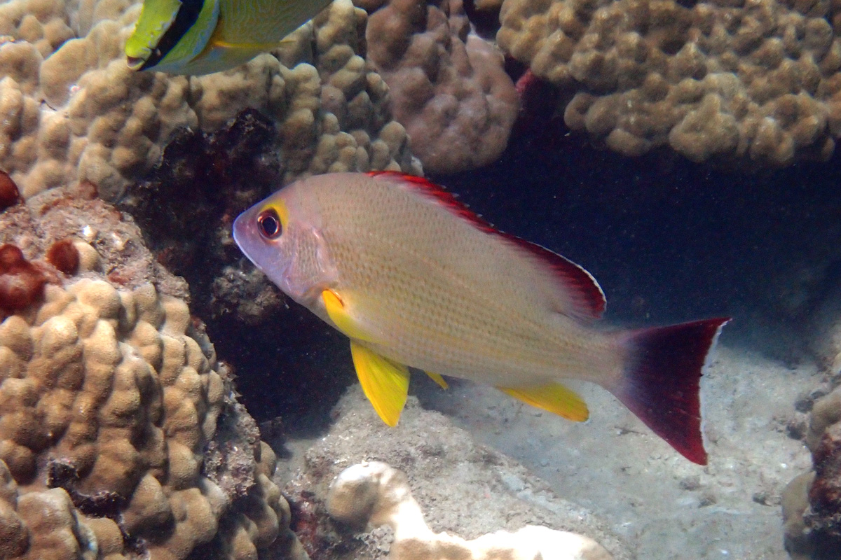 Blacktail Snapper – オキフエダイ