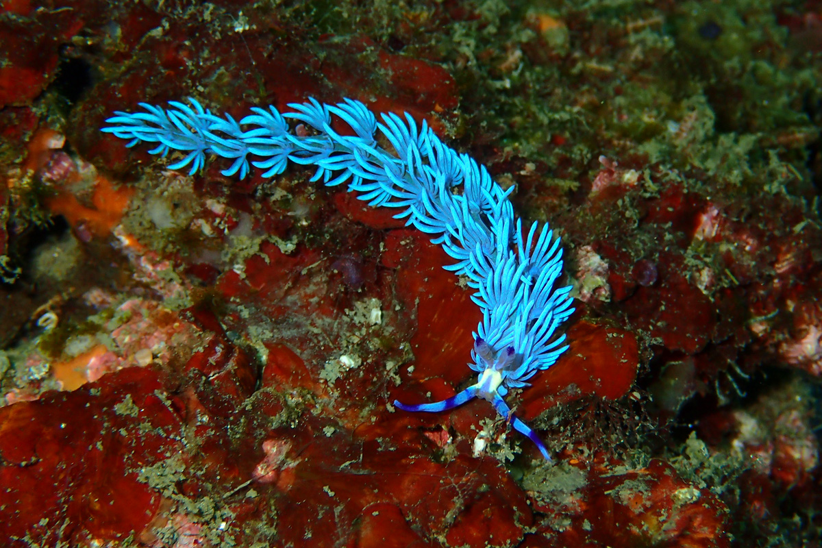 Blue Dragon Nudibranch