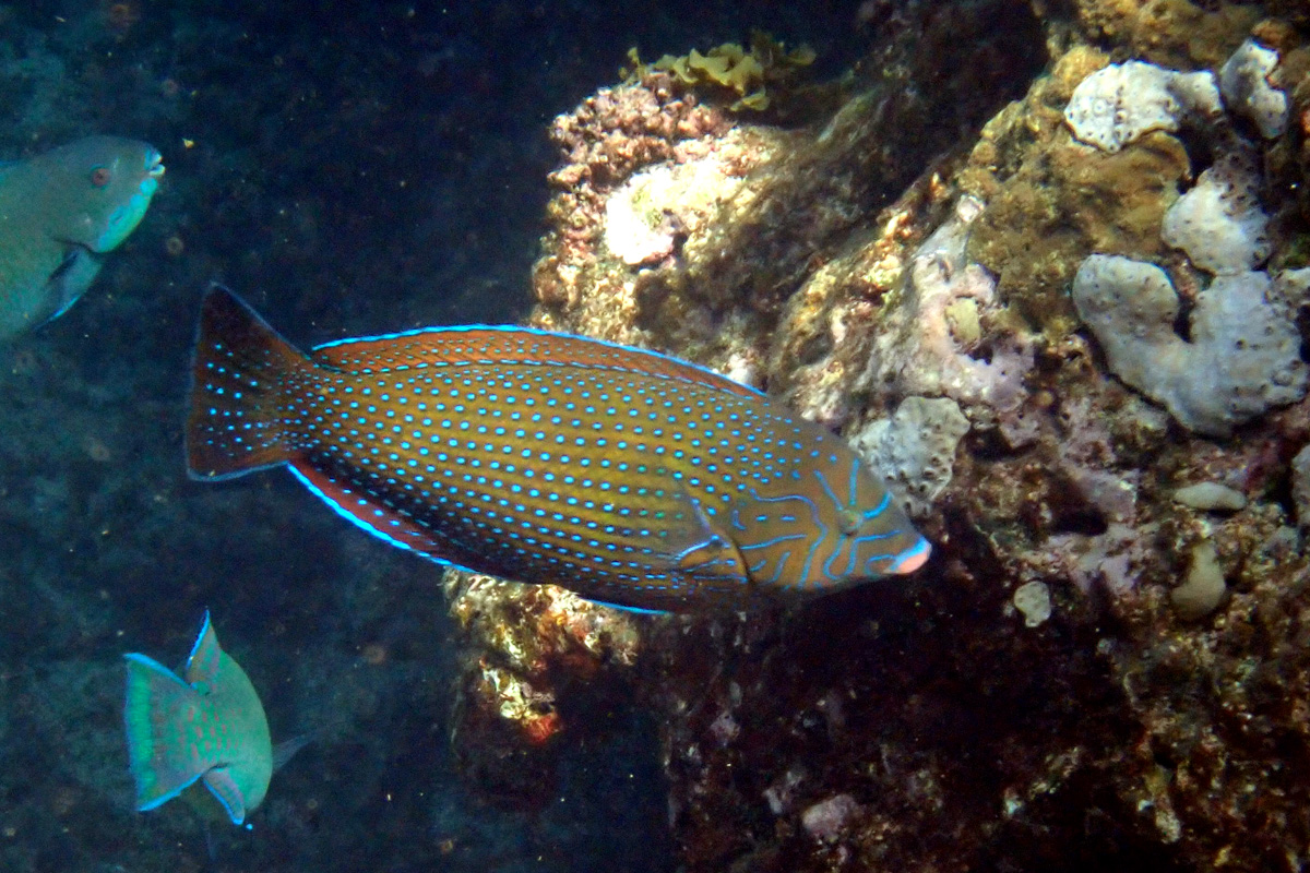 Bluespotted Wrasse – ブチススキベラ