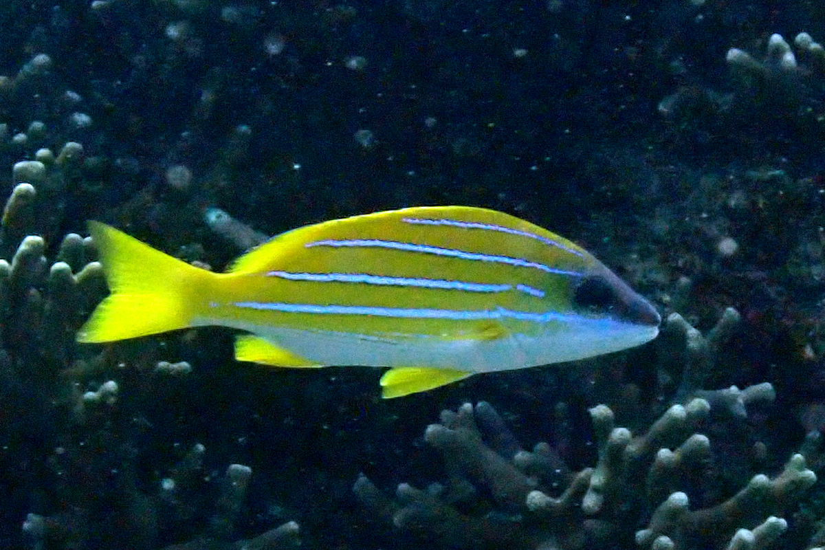 Bluestriped Snapper ヨスジフエダイ