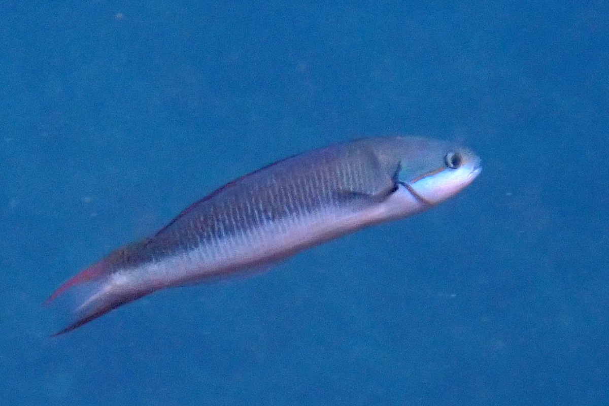 Bluntheaded Wrasse – コガシラベラ