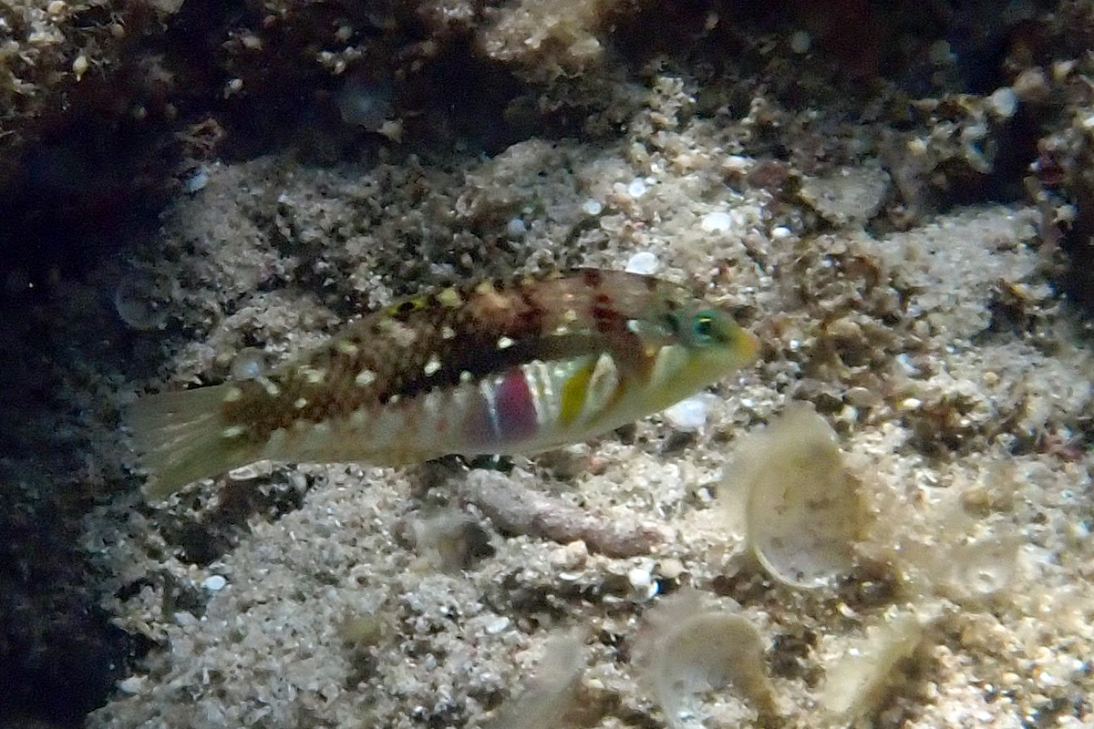 Cloud Wrasse – イナズマベラ