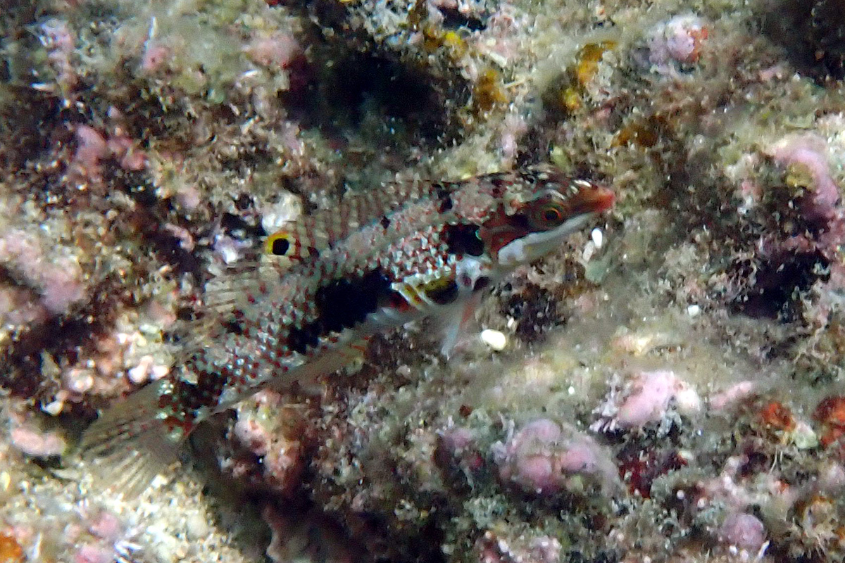 Cloud Wrasse イナズマベラ