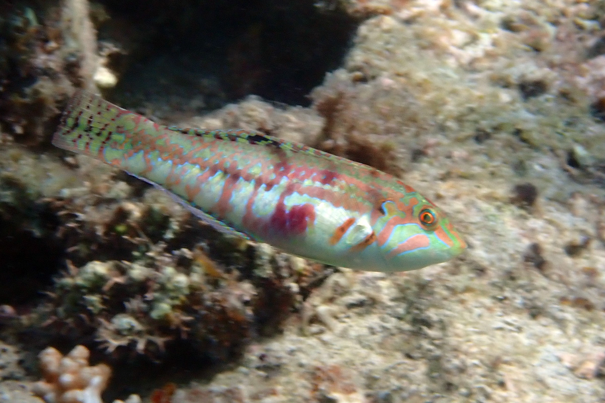 Cloud Wrasse – イナズマベラ