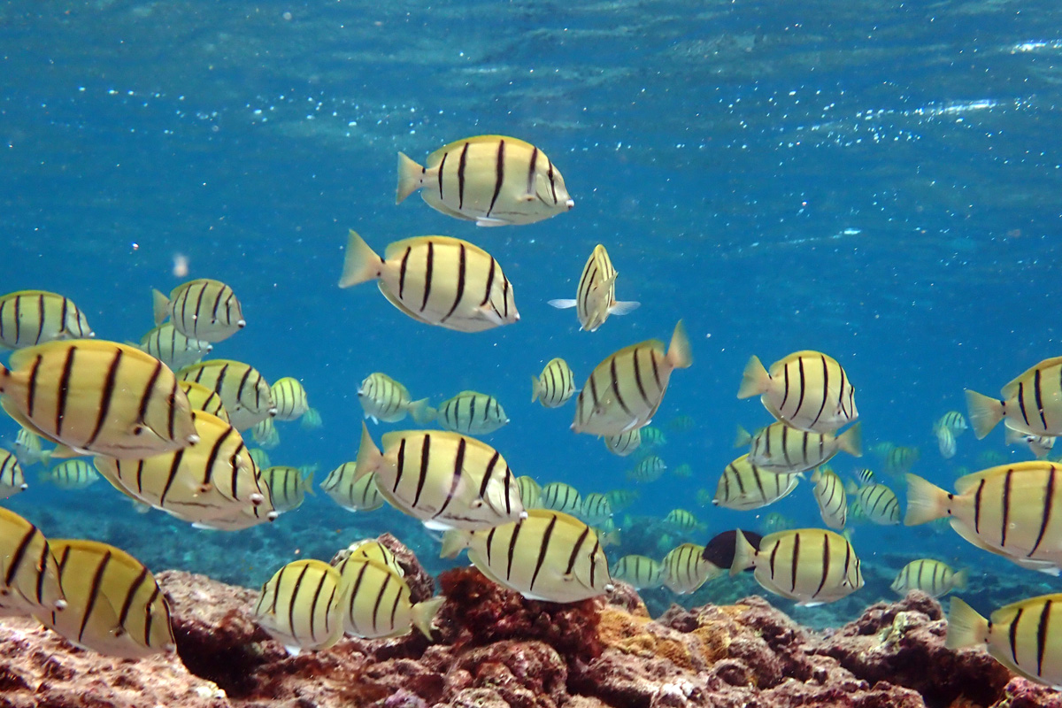 Convict Tang – シマハギ – Manini