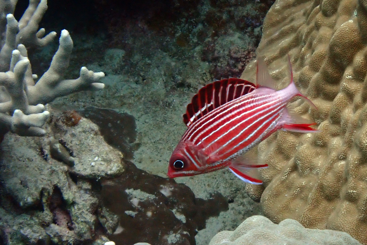 Crown Squirrelfish – ニジエビス