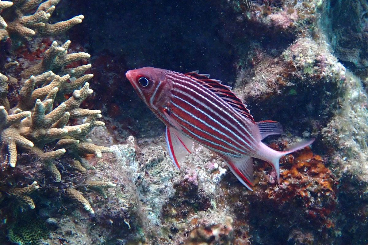 Crown Squirrelfish ニジエビス