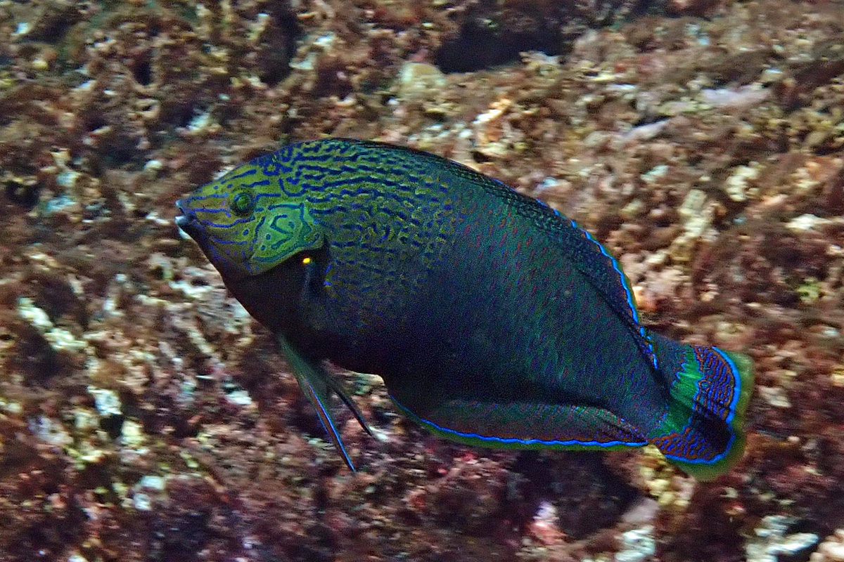 Dusky Wrasse – カノコベラ