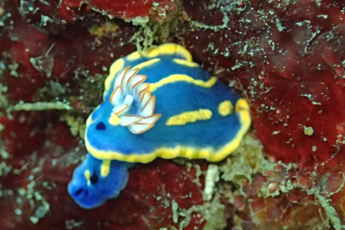 Festive Nudibranch