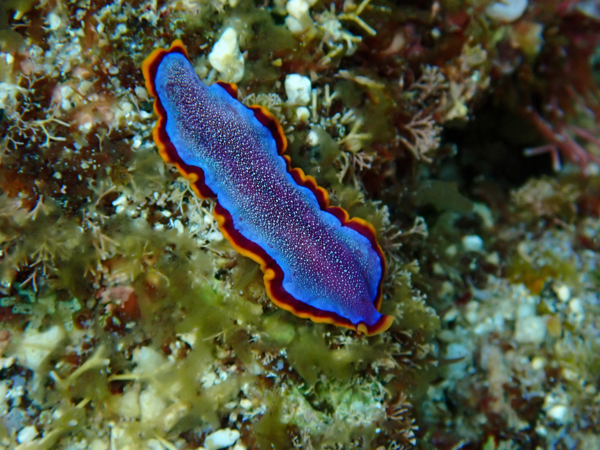 Fuchsia Flatworm