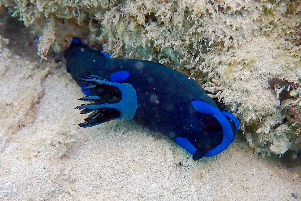 Gloomy Nudibranch