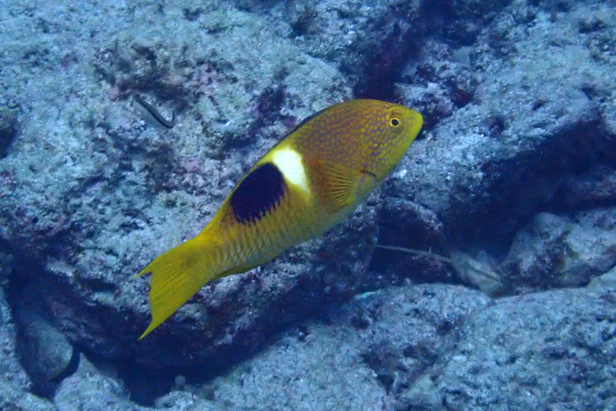 Goldspot Hogfish Wrasse タキベラ