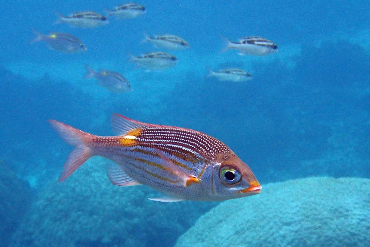 Goldspot Seabream ノコギリダイ