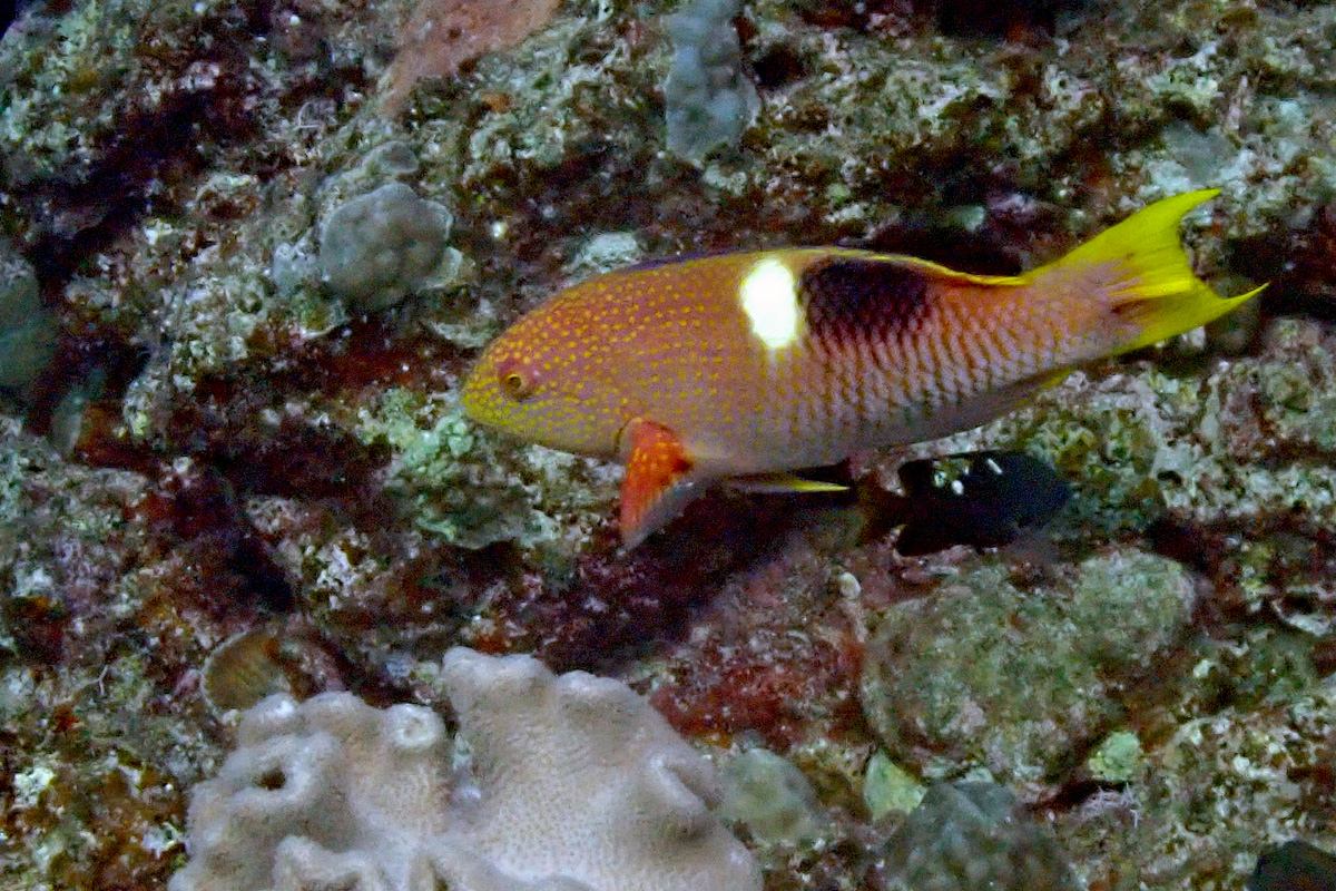 Goldspot Hogfish Wrasse – タキベラ