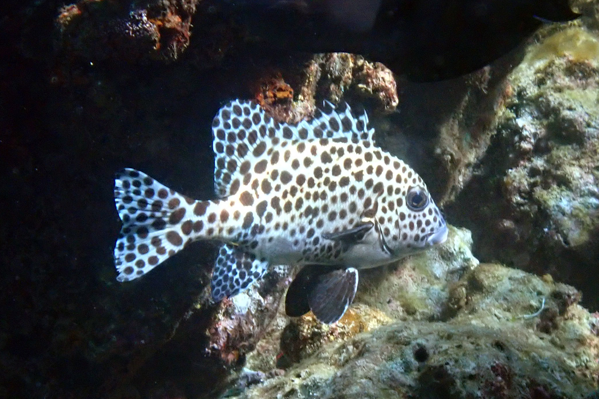 Harlequin Sweetlips – チョウチョウコショウダイ