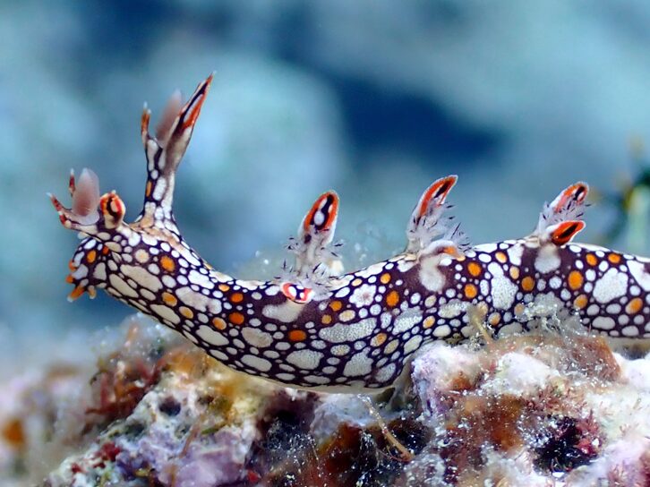 Nudibranch