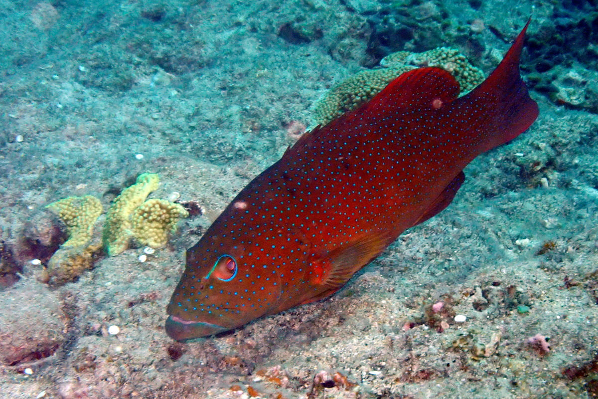 Leopard Coral Trout – スジアラ