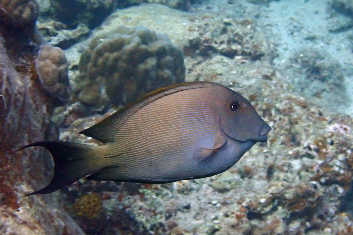 Lined Bristletooth – サザナミハギ