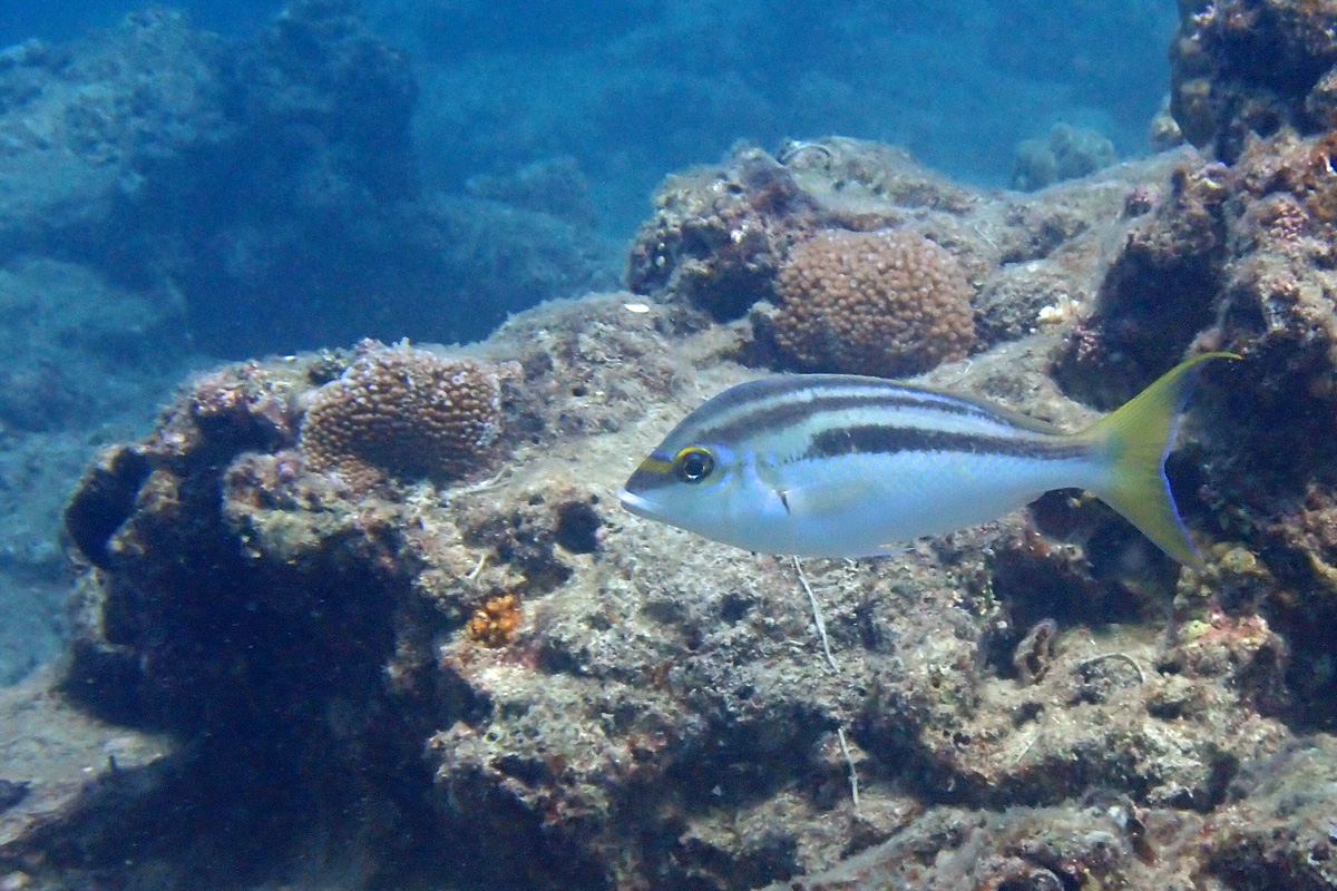 Monogrammed Monocle Bream ヒトスジタマガシラ