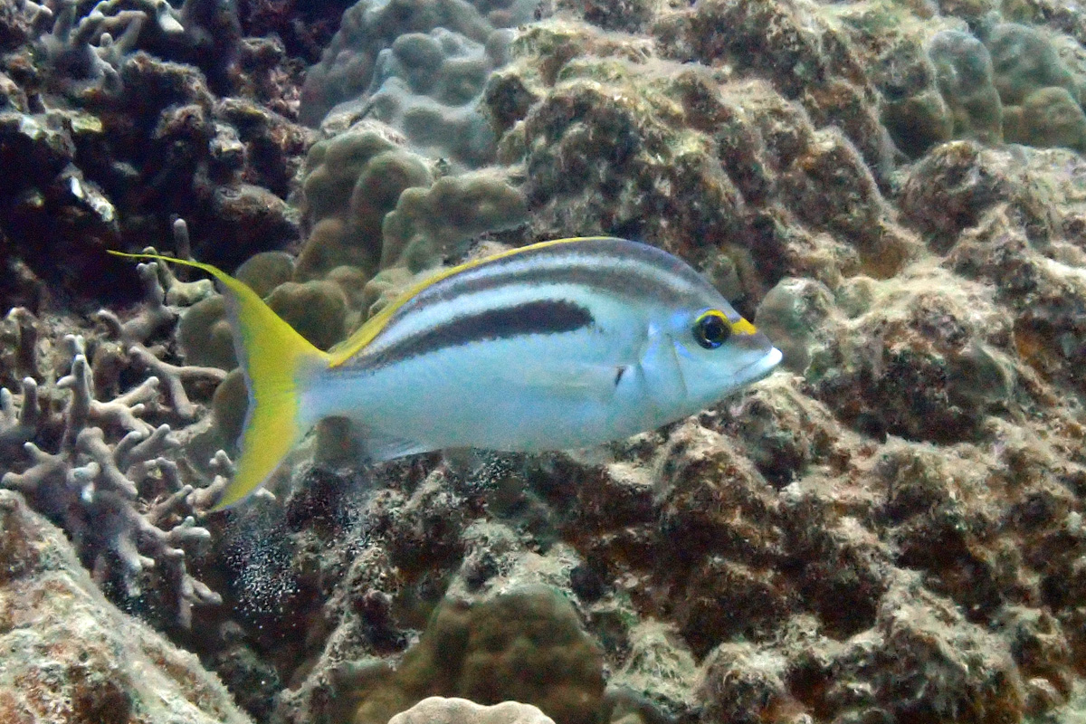 Monogrammed Monocle Bream – ヒトスジタマガシラ