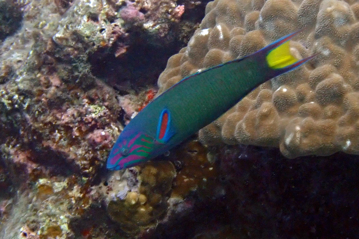 Moon Wrasse オトメベラ