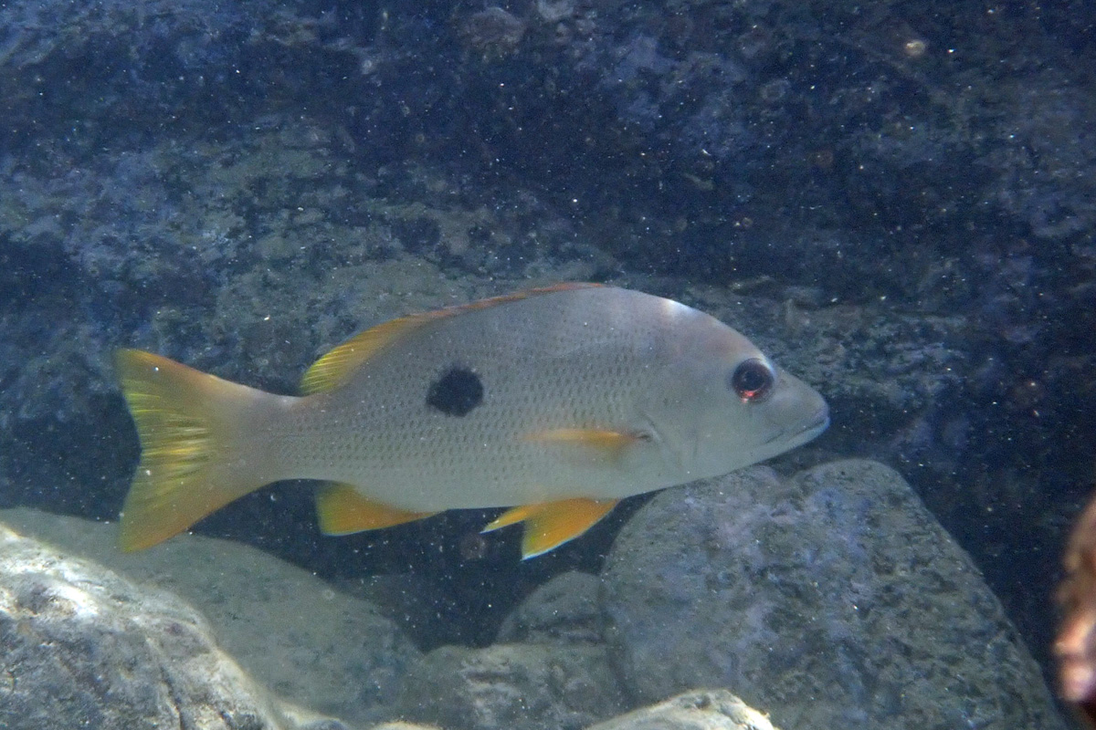 One-spot Snapper – イッテンフエダイ