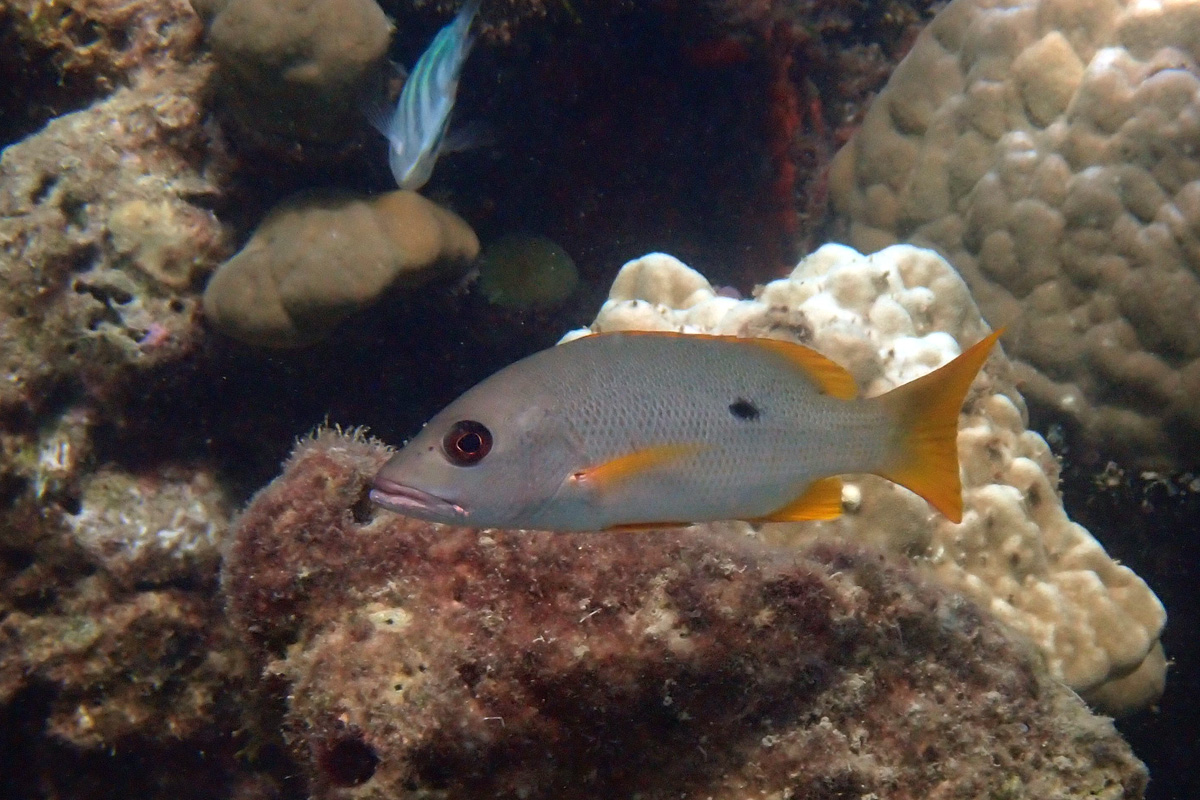 One-spot Snapper – イッテンフエダイ